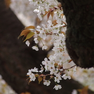 桜花-1