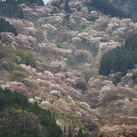 吉野　千本桜