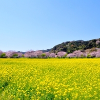 さくらのある風景④
