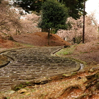 ピンクの花模様道