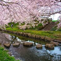 桜のある風景