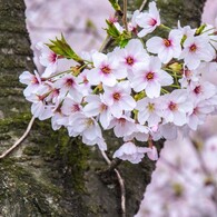 The桜