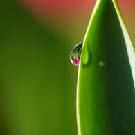 雨上がりのチューリップー４