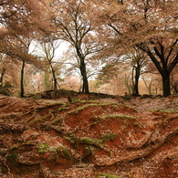 地面の衣替え
