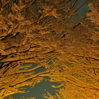 night of snow arch