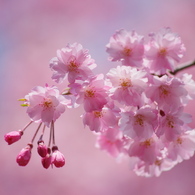 職場の枝垂桜Ⅲ