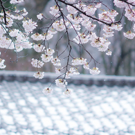  春の淡雪