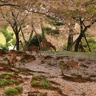 花びらの敷物