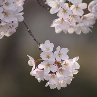 霞城公園の桜花-2