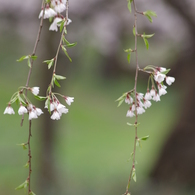 霞城公園の桜花-3