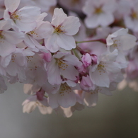 霞城公園の桜花-4