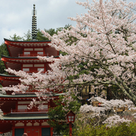 桜と五重塔