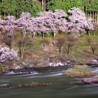 夜桜並木有終の美