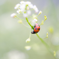 ladybird..✲