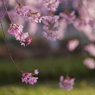 霞城の枝垂れ桜-2