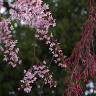 霞城の枝垂れ桜-3