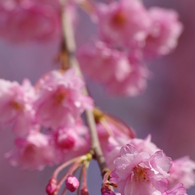 霞城の枝垂れ桜-4