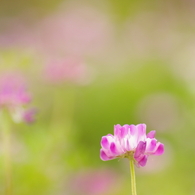 続・れんげそう・・　　－by  pentaxー