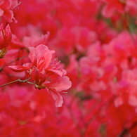 躑躅RED