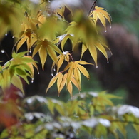 雨の嵯峨野