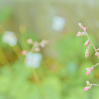 ツボサンゴの蕾