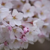 桜色・いろいろ-4