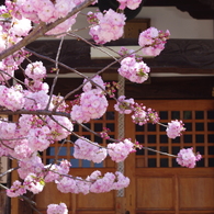 子安堂の桜-1