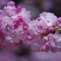子安堂の桜-2