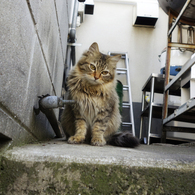 ごーじゃすさん