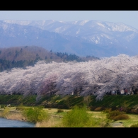 桧木内川堤（角館）1