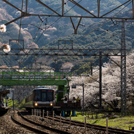 お花見ステーション