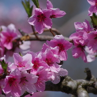 桃の花-3