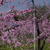 桃の花-4