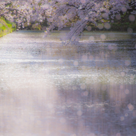 零れ桜