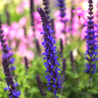 辛島さんの花壇のフルーサルビア