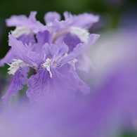 一初・薄紫の初夏 