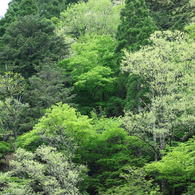 芦生の森