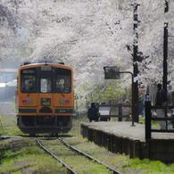 桜舞い散る