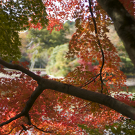 紅葉（竜安寺）01