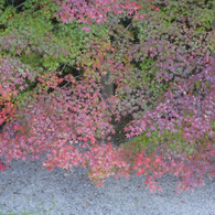 紅葉（実相院）01