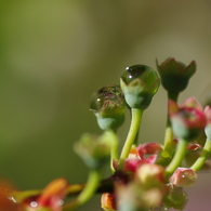 水玉花