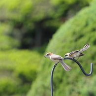 あっちに いけー！
