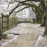 桜2015-01