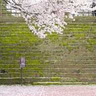 桜2015-02