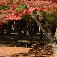 紅葉の奈良公園