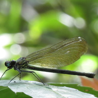 湿原の生き物たち～カワトンボ