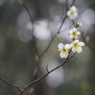 春