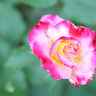 rose garden1市川市動植物園