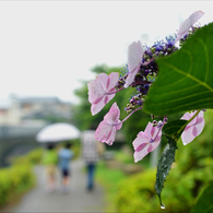 花しょうぶ園は雨でした　1