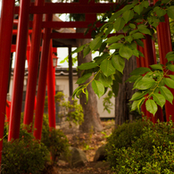 赤い鳥居
